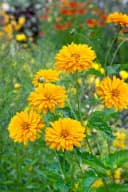 Pflanzen für Dich Staude Heliopsis scabra Goldgrünherz Gelb Grün Bild 1