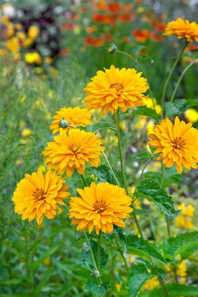 Pflanzen für Dich Staude Heliopsis scabra Goldgrünherz Gelb Grün