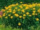 Pflanzen für Dich Staude Heliopsis scabra Goldgrünherz Gelb Grün Bild 2