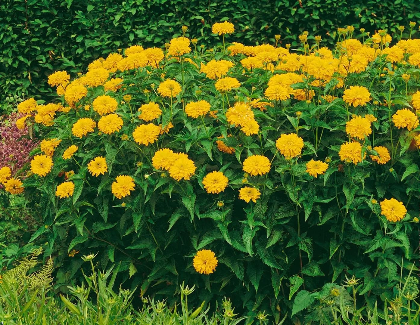 Pflanzen für Dich Staude Heliopsis scabra Goldgrünherz Gelb Grün - Bild 2