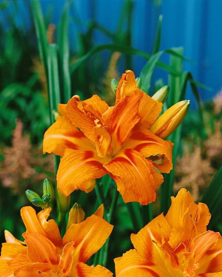 Pflanzen für Dich Taglilie Hemerocallis fulva Kwanso Orange-Kupfer