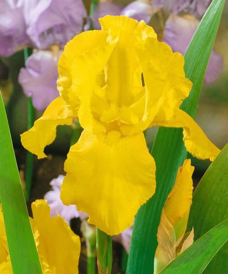 Pflanzen für Dich Bart-Iris Granada Gold, 1 St., Schwertlilie, goldgelb