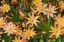 Lewisia longipetala 'Little Peach' Pfirsichfarben 9x9 cm Topf Bild 1