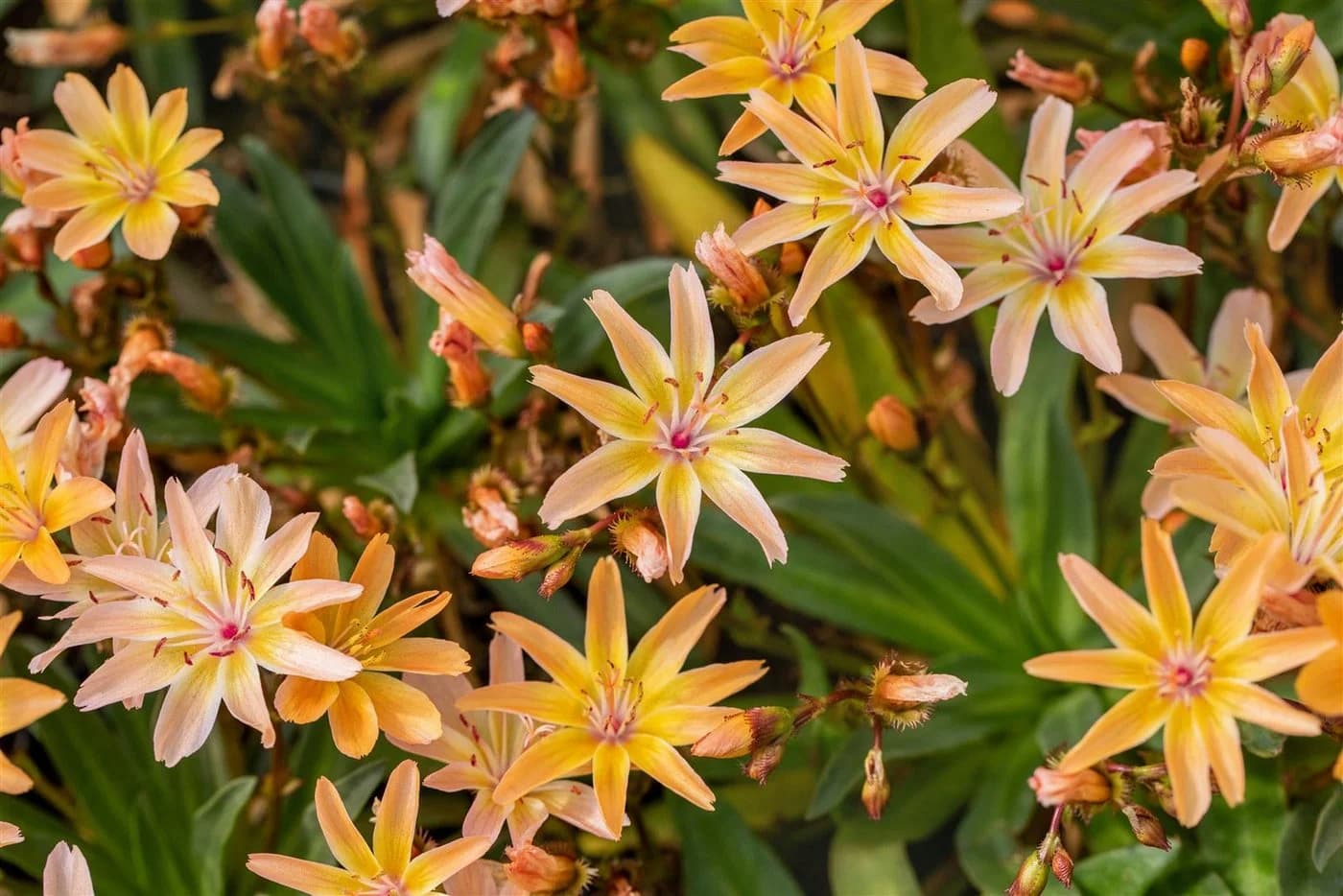 Lewisia longipetala 'Little Peach' Pfirsichfarben 9x9 cm Topf