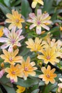 Lewisia longipetala 'Little Peach' Pfirsichfarben 9x9 cm Topf Bild 2