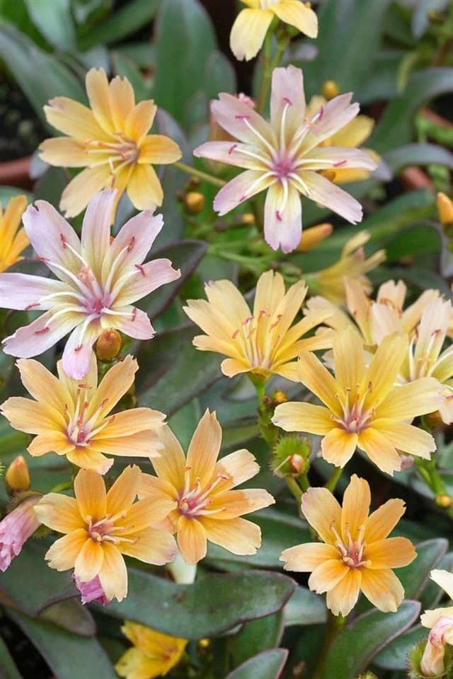 Lewisia longipetala 'Little Peach' Pfirsichfarben 9x9 cm Topf - Bild 2