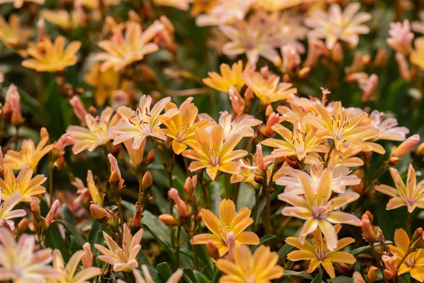Lewisia longipetala 'Little Peach' Pfirsichfarben 9x9 cm Topf - Bild 3