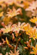 Lewisia longipetala 'Little Peach' Pfirsichfarben 9x9 cm Topf Bild 4