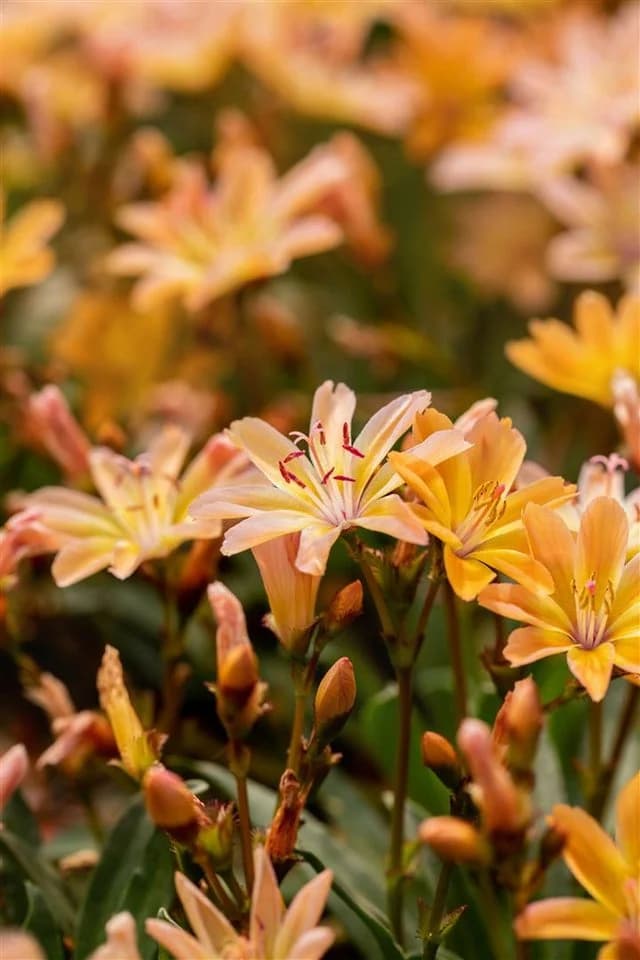 Lewisia longipetala 'Little Peach' Pfirsichfarben 9x9 cm Topf - Bild 4