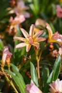 Lewisia longipetala 'Little Peach' Pfirsichfarben 9x9 cm Topf Bild 5