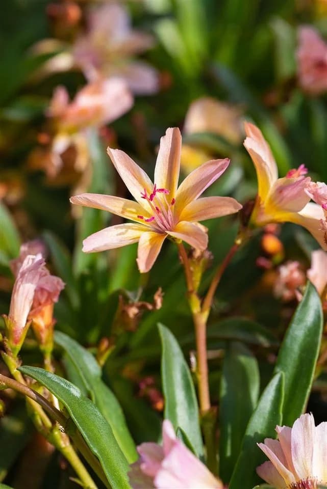 Lewisia longipetala 'Little Peach' Pfirsichfarben 9x9 cm Topf - Bild 5