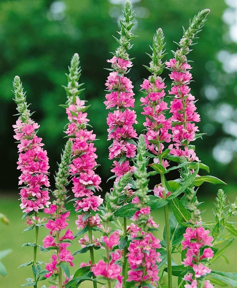 Pflanzen für Dich Staude Lythrum salicaria Blush Rosa Blutweiderich