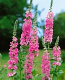 Pflanzen für Dich Staude Lythrum salicaria Blush Rosa Blutweiderich Bild 2
