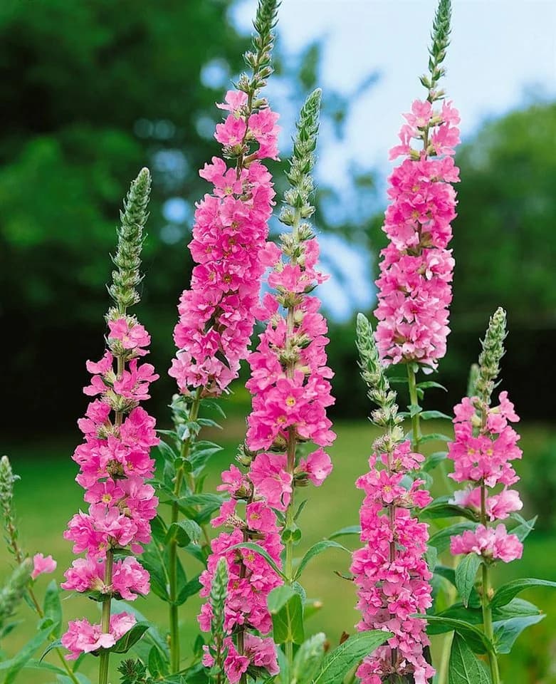 Pflanzen für Dich Staude Lythrum salicaria Blush Rosa Blutweiderich - Bild 2