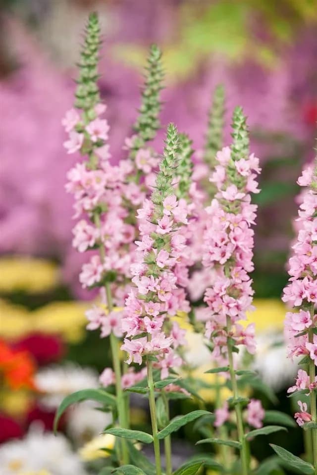 Pflanzen für Dich Staude Lythrum salicaria Blush Rosa Blutweiderich - Bild 3
