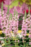 Pflanzen für Dich Staude Lythrum salicaria Blush Rosa Blutweiderich Bild 4