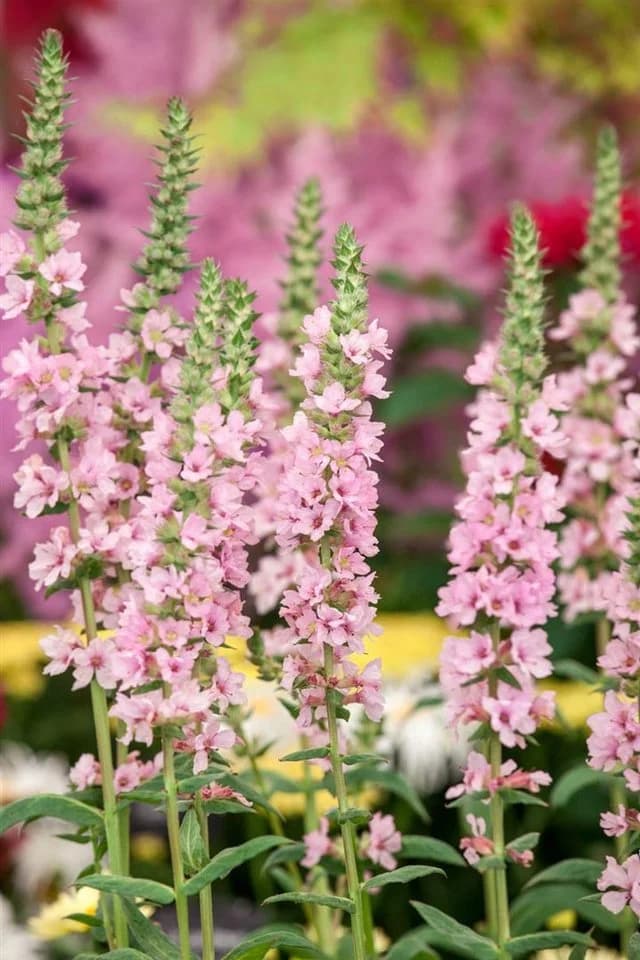 Pflanzen für Dich Staude Lythrum salicaria Blush Rosa Blutweiderich - Bild 4