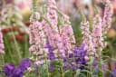Pflanzen für Dich Staude Lythrum salicaria Blush Rosa Blutweiderich Bild 5