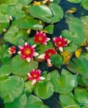 Pflanzen für Dich Seerose Nymphaea 'Attraction' Rot Bild 1