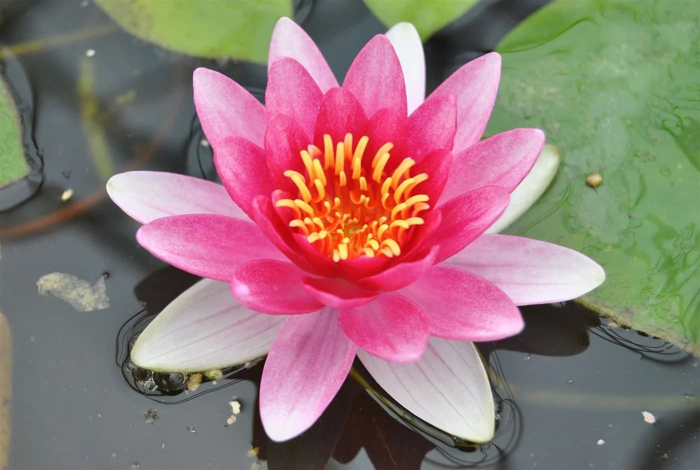 Pflanzen für Dich Seerose Nymphaea 'Attraction' Rot - Bild 2