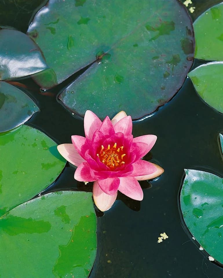 Pflanzen für Dich Seerose Nymphaea 'Attraction' Rot - Bild 3