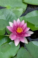 Pflanzen für Dich Seerose Nymphaea 'Attraction' Rot Bild 4