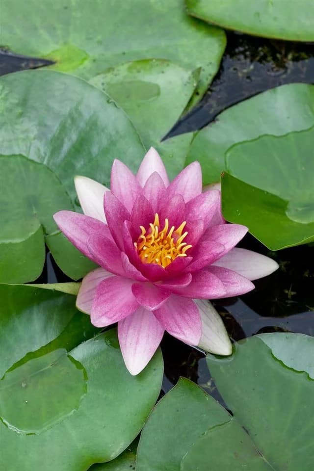 Pflanzen für Dich Seerose Nymphaea 'Attraction' Rot - Bild 4