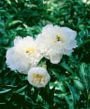 Edel-Pfingstrose Paeonia lactiflora 'Duchesse de Nemours' 1 St. Bild 1