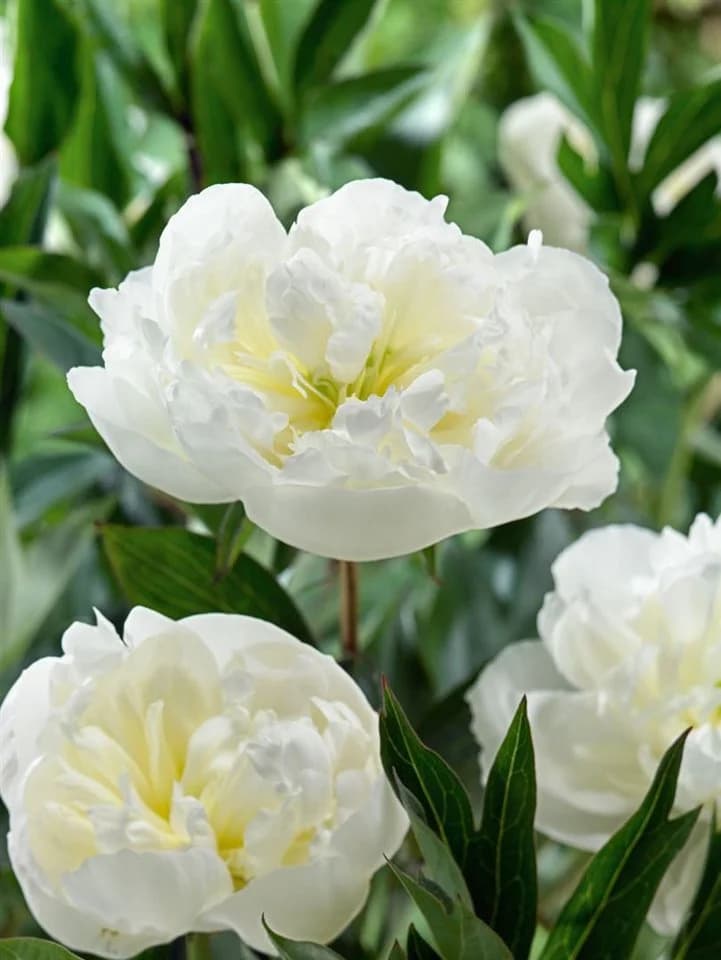 Edel-Pfingstrose Paeonia lactiflora 'Duchesse de Nemours' 1 St. - Bild 2