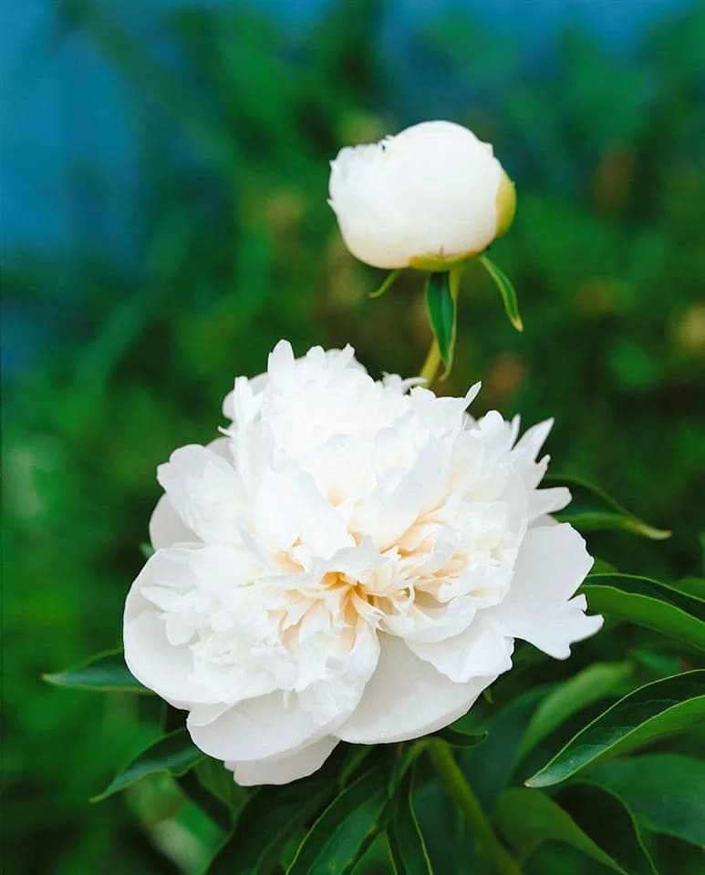 Edel-Pfingstrose Paeonia lactiflora 'Duchesse de Nemours' 1 St. - Bild 3