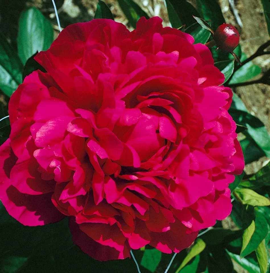 Edel-Pfingstrose 'Kansas' Paeonia lactiflora Karminrot Staude