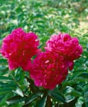 Edel-Pfingstrose 'Kansas' Paeonia lactiflora Karminrot Staude Bild 2
