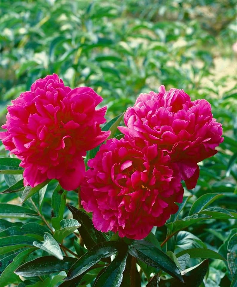Edel-Pfingstrose 'Kansas' Paeonia lactiflora Karminrot Staude - Bild 2