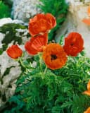 Papaver orientale 'Nana Allegro' Türkischer Mohn Scharlachrot Bild 1