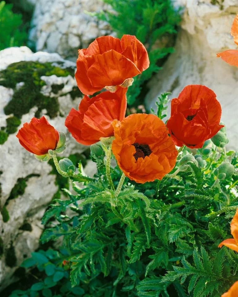 Papaver orientale 'Nana Allegro' Türkischer Mohn Scharlachrot