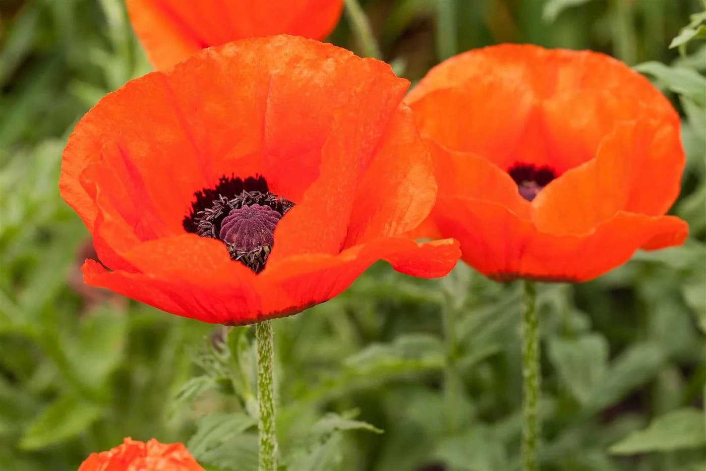 Papaver orientale 'Nana Allegro' Türkischer Mohn Scharlachrot - Bild 2