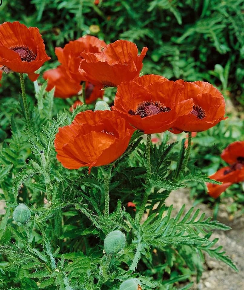 Papaver orientale 'Nana Allegro' Türkischer Mohn Scharlachrot - Bild 3