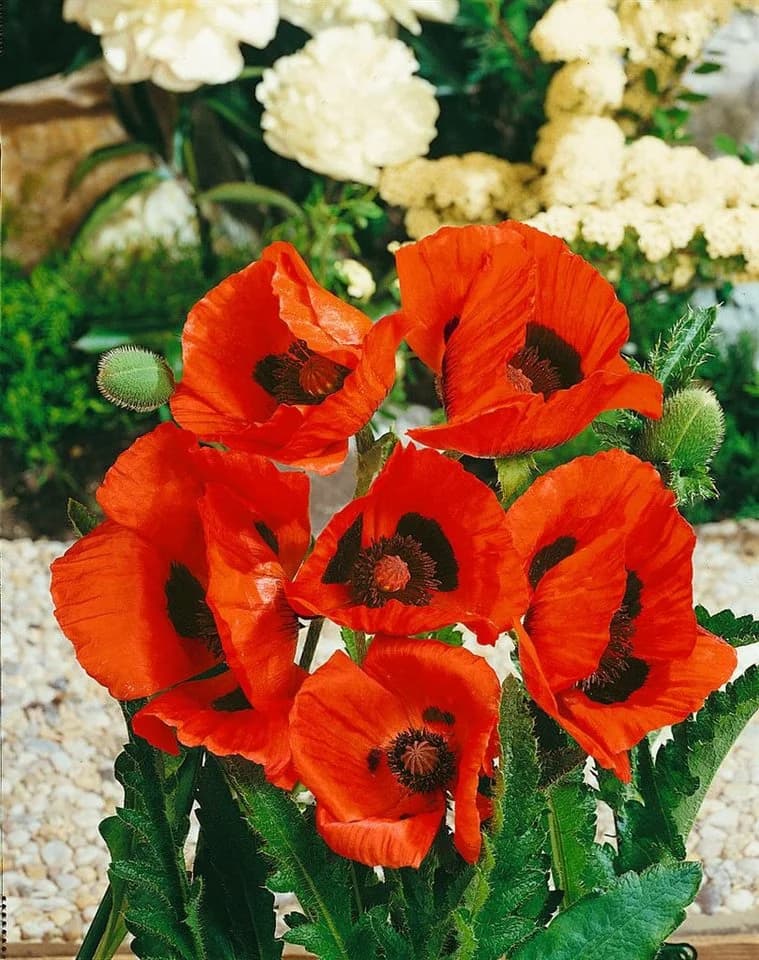 Papaver orientale 'Nana Allegro' Türkischer Mohn Scharlachrot - Bild 4