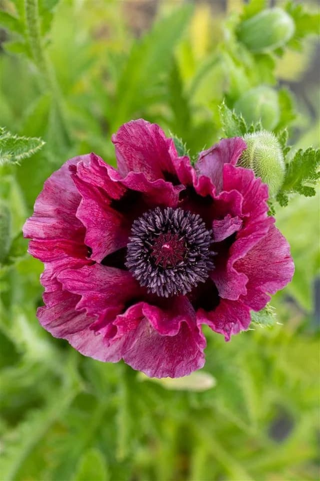 Pflanzen für Dich Orientalischer Mohn 'Patty's Plum' Staude