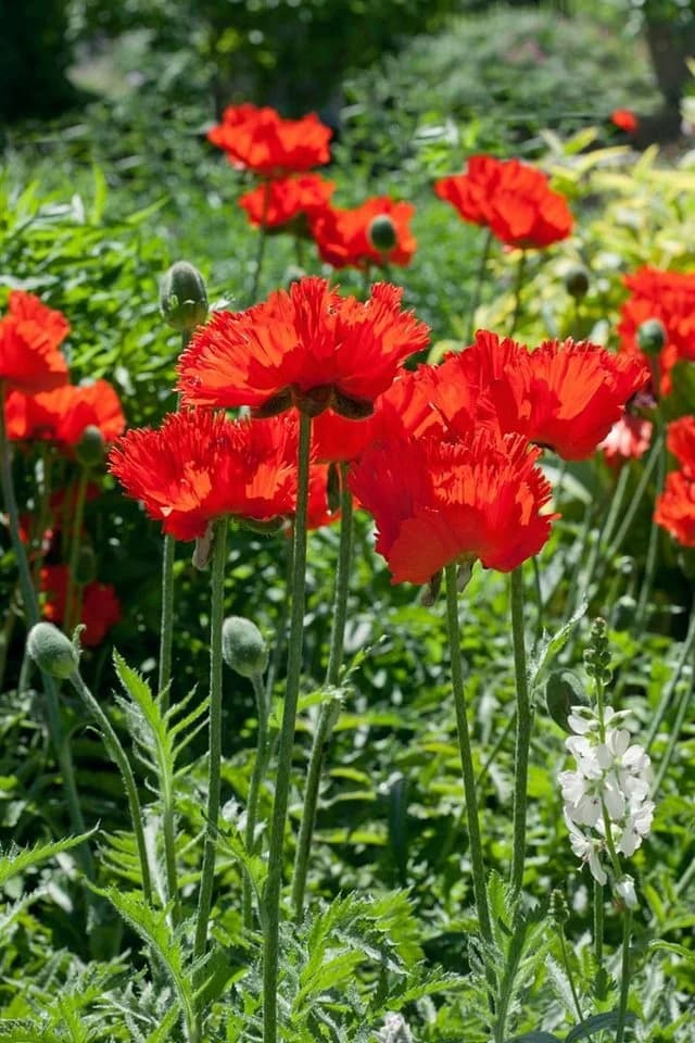 Papaver orientale 'Rembrandt' Türkischer Mohn Rot 9x9 cm Topf