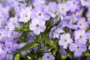 Pflanzen für Dich Phlox paniculata 'Blue Boy' Hoher Stauden-Phlox Blau Bild 1