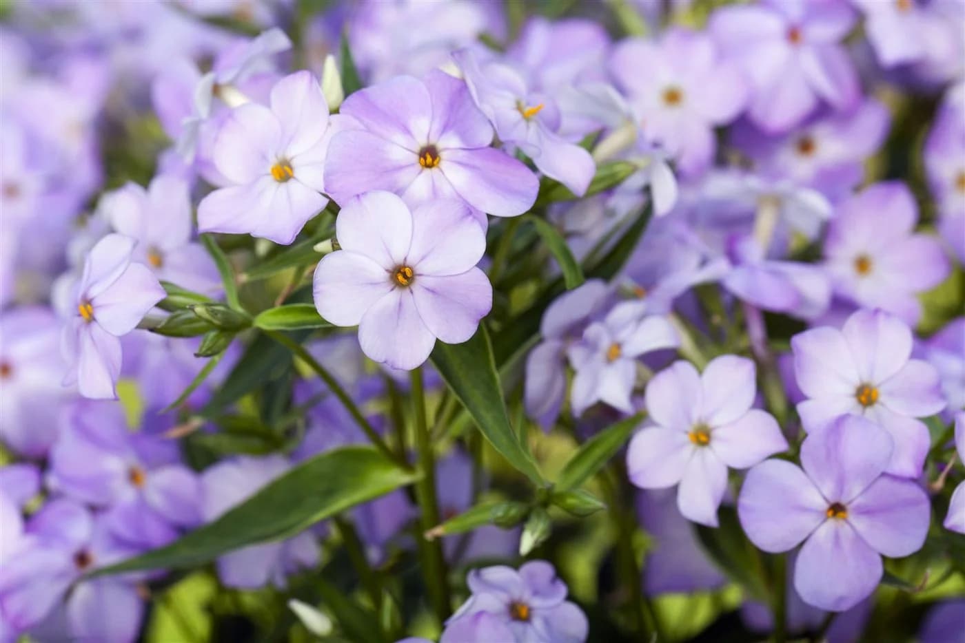 Pflanzen für Dich Phlox paniculata 'Blue Boy' Hoher Stauden-Phlox Blau