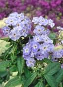 Pflanzen für Dich Phlox paniculata 'Blue Boy' Hoher Stauden-Phlox Blau Bild 2