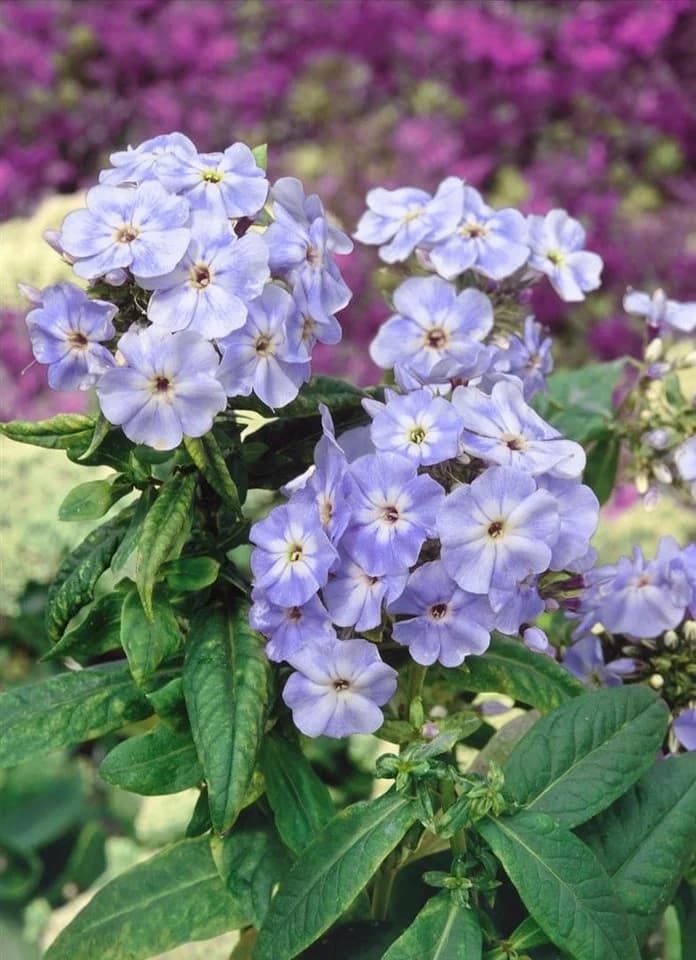 Pflanzen für Dich Phlox paniculata 'Blue Boy' Hoher Stauden-Phlox Blau - Bild 2