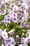 Pflanzen für Dich Phlox pan. Bright Eyes 1 St. Hoher Staudenphlox Rosa Bild 1