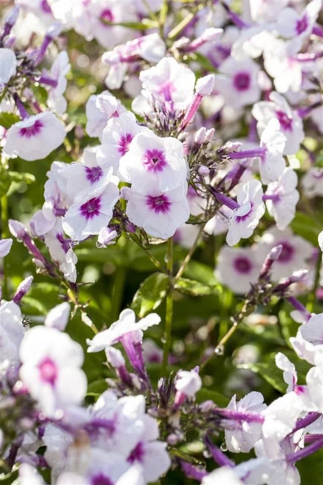 Pflanzen für Dich Phlox pan. Bright Eyes 1 St. Hoher Staudenphlox Rosa