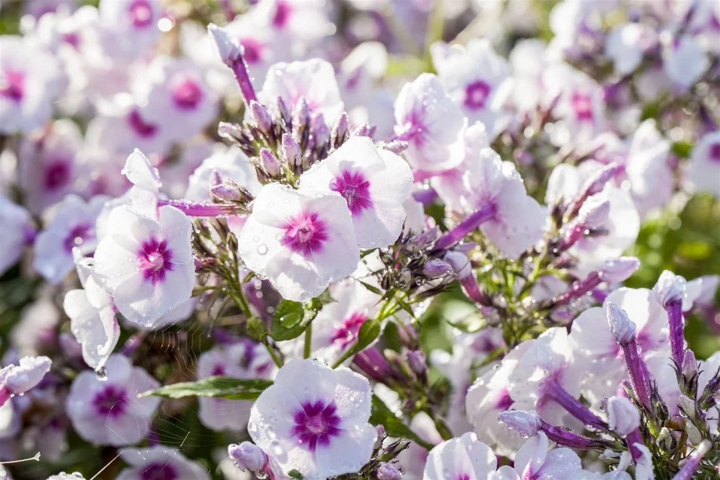 Pflanzen für Dich Phlox pan. Bright Eyes 1 St. Hoher Staudenphlox Rosa - Bild 2