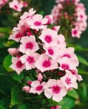 Pflanzen für Dich Phlox pan. Bright Eyes 1 St. Hoher Staudenphlox Rosa Bild 3