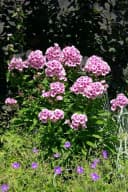 Pflanzen für Dich Phlox pan. Bright Eyes 1 St. Hoher Staudenphlox Rosa Bild 4