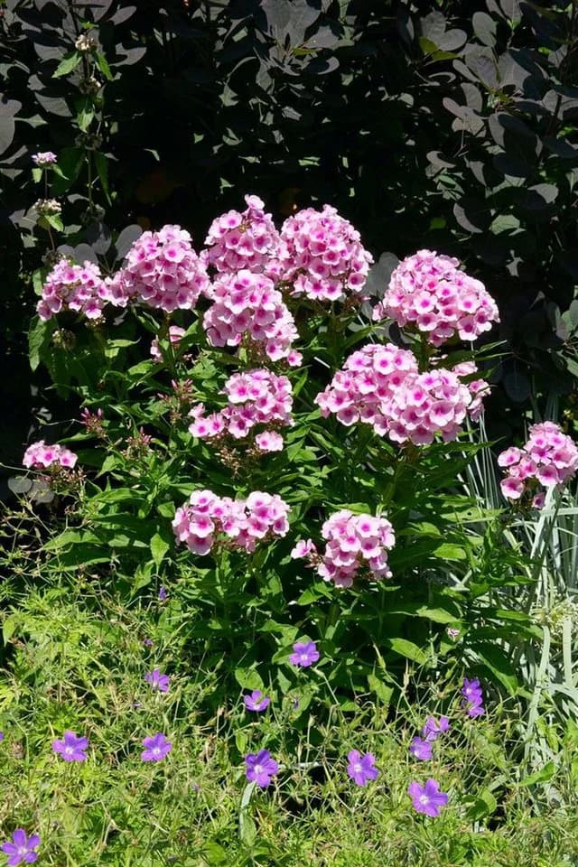 Pflanzen für Dich Phlox pan. Bright Eyes 1 St. Hoher Staudenphlox Rosa - Bild 4